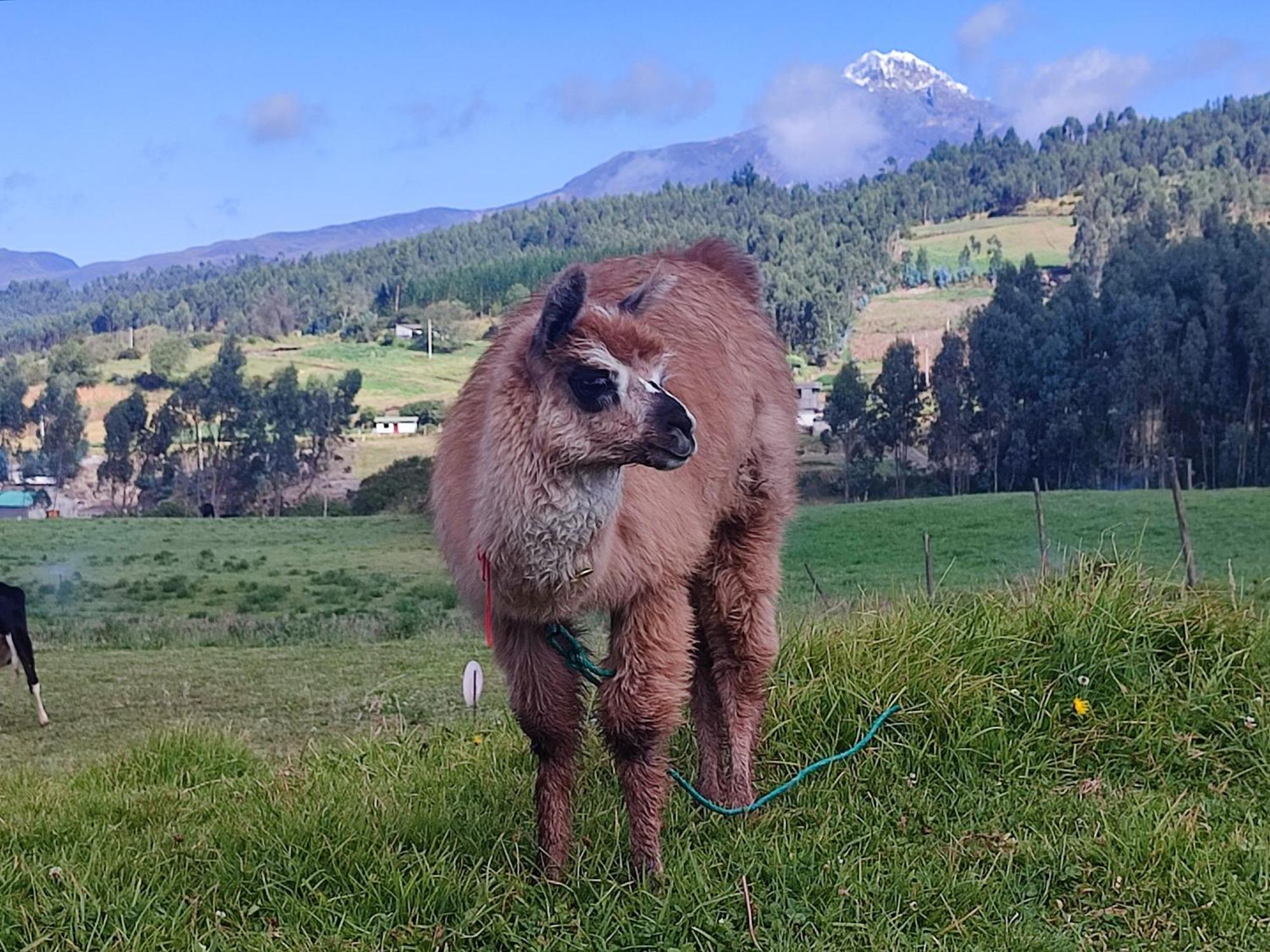 Cuscungo Cotopaxi Hostel & Lodge Chasqui Экстерьер фото